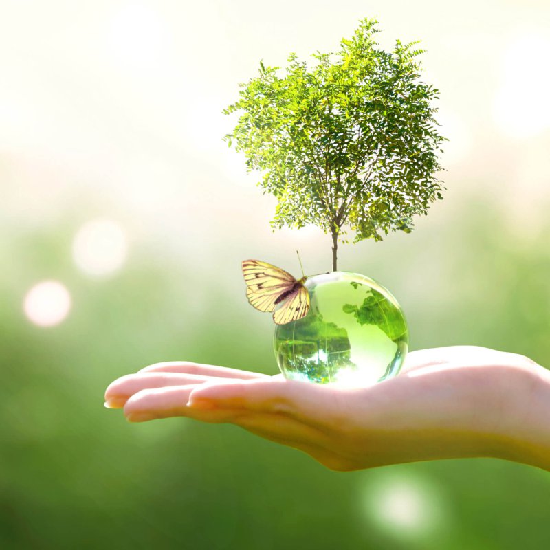 Einzelcoaching Kopie Earth crystal glass globe ball and growing tree in human hand, flying butterfly on green background. Saving environment, save clean planet, ecology concept. Card for World Earth Day.