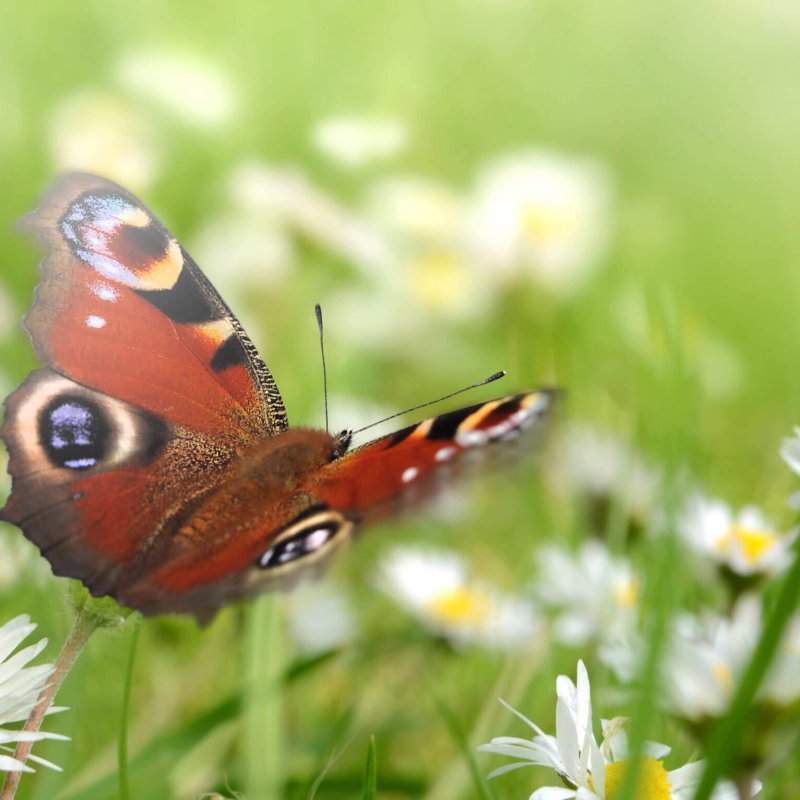 Schmetterling 431 Schmetterling 431